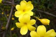 如何區(qū)分迎春花和連翹花？