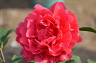 山茶花應(yīng)該怎么種植？