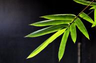選擇園林植物時(shí)，如何巧妙利用植物的五行屬性？