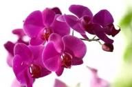 過年家里養(yǎng)什么植物風(fēng)水好？